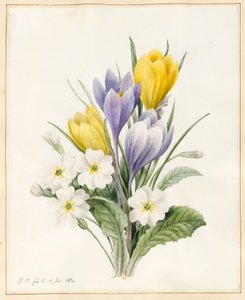 Primevères blanches et Crocus hybrides précoces, 1830