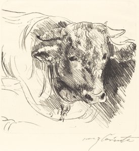Tête de taureau - Lovis Corinth