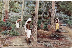 Coolies tapant le caoutchouc, Ceylan, vers 1900-20 (photographie colorisée à la main) - Ltd. Ceylon Plâté