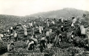 Récolte du thé, domaine de l