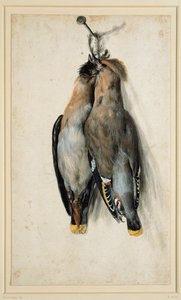 Deux jaseurs de Bohême morts