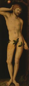 Adam, 1528