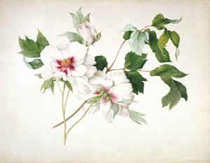Pivoine arbustive japonaise (Paeonia suffructicosa), 1815 - Lucy Cust