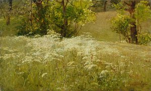 Cerfeuil sauvage dans un pré