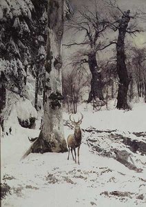 Un cerf dans un bois enneigé - Ludwig Fromme