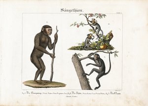 Primates : Orang-outan, ouistiti commun et singe-araignée - Ludwig Meyer