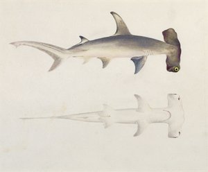 Un requin marteau, Loheia, autrefois attribué à James Bruce (1730-94)
