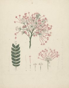 Albizia gummifera (J.F. Gmel.) C.A. Sm. (Arbre d