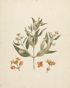 Avicennia marina (Forssk.) Vierh. (Mangrove blanche) : dessin fini de la pousse florale avec détails des fleurs