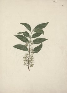 Catha edulis Forssk. (Khath) : dessin fini