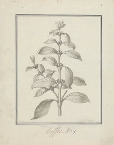 Coffea arabica L. (Caféier arabica) : dessin fini de pousse feuillue et de baies