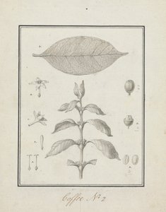 Coffea arabica L. (Caféier Arabica) : dessin fini d