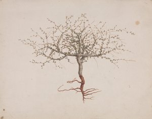 Commiphora gileadensis (L.) C. Chr. (Baume de Galaad, Opobalsam) : dessin fini de l