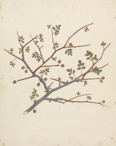 Commiphora gileadensis (L.) C. Chr. (Baume de Galaad, Opobalsam) : dessin fini d
