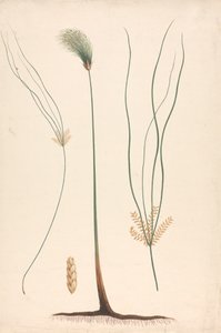 Cyperus papyrus L. (Papyrus Sedge) : dessin fini de la tige et de la tête florale, avec détails de l
