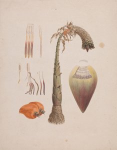 Ensete ventricosum (Welw.) Cheesman (Banane sauvage africaine) : dessin fini