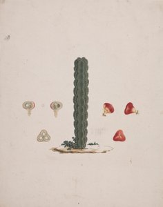 Euphorbia abyssinica J.F. Gmel. (Euphorbe d