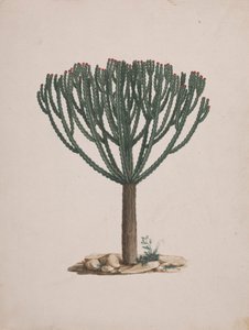 Euphorbia abyssinica J.F. Gmel. (Euphorbe éthiopienne) : dessin fini de l