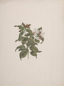 Jasminum dichotomun Vahl (jasmin africain) : dessin fini - Luigi Balugani