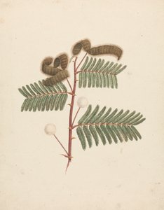 Mimosa pigra (L.) : dessin fini