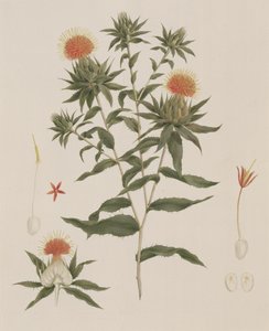 Sussa (Feuilles, Fleurs et Détails) autrefois attribué à James Bruce (1730-94)