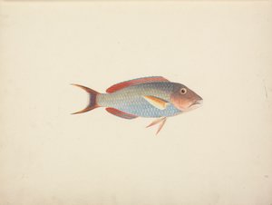 Poisson Non Identifié