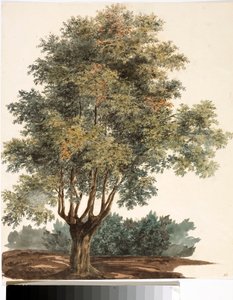 Arbre - Luigi Garibbo