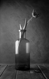 Fleur de tulipe monochrome