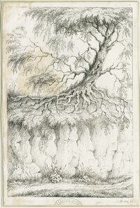 Dudley - Arbre - Luke Booker