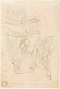 Esquisses de cinq bras et une tête (verso) - Luzio Romano