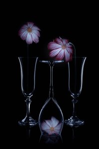  - Lydia Jacobs