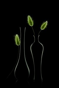 - Lydia Jacobs