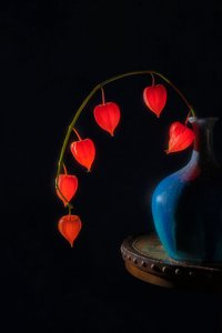 Nature morte aux lanternes lumineuses - Lydia Jacobs
