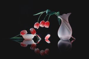 Reflet de tulipes lumineuses - Lydia Jacobs