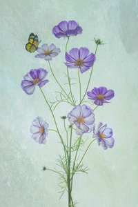Papillon « Cosmos violet »