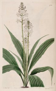 Illustration de Calanthe triplicata (comme syn. Calanthe veratrifolia) (plante) - M. Hart