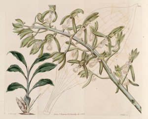 Illustration de Catasetum cristatum - M. Hart