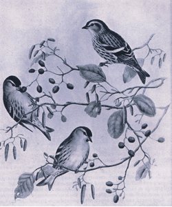 Tarin des aulnes, Nature en Grande-Bretagne publiée par Collins, 1946