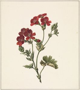 Fleur rouge - M. de Gijselaar