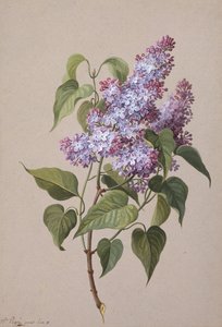 Lilas