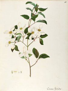 Cornouiller à fleurs (Cornus florida), Cornaceae, petit arbre ou arbuste originaire d