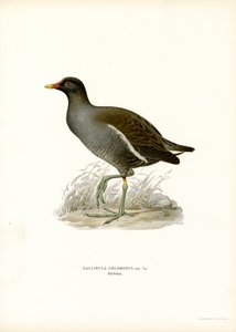 Gallinule Poule-d