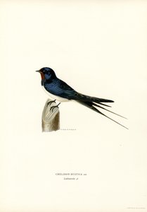 Hirondelle de fenêtre