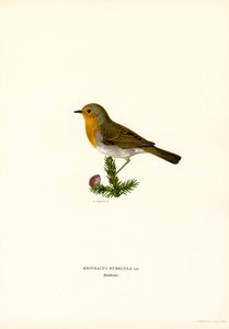 Rouge-gorge