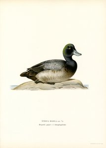Fuligule à tête noire - Magnus Ferdinand and Wilhelm von Wright