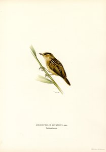 Phragmite aquatique - Magnus Ferdinand and Wilhelm von Wright