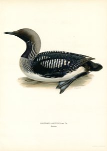 Plongeon arctique - Magnus Ferdinand and Wilhelm von Wright