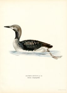 Plongeon arctique - Magnus Ferdinand and Wilhelm von Wright