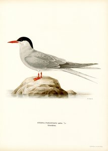 Sterne Arctique