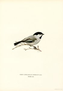 Mésange à tête noire